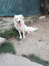 BLANCA, Hund, Mischlingshund in Bulgarien - Bild 7