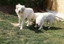 BLANCA, Hund, Mischlingshund in Bulgarien - Bild 8