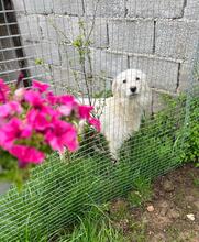 BLANCA, Hund, Mischlingshund in Bulgarien - Bild 9
