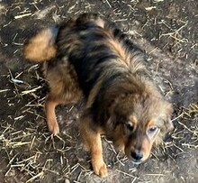 TILLY, Hund, Mischlingshund in Bulgarien - Bild 1