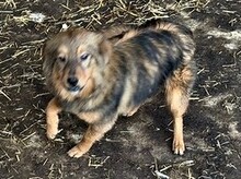 TILLY, Hund, Mischlingshund in Bulgarien - Bild 2