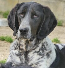 FLITZ, Hund, Mischlingshund in Griechenland - Bild 1