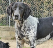 FLITZ, Hund, Mischlingshund in Griechenland - Bild 2