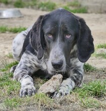 FLITZ, Hund, Mischlingshund in Griechenland - Bild 4