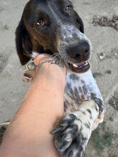 FLITZ, Hund, Mischlingshund in Griechenland - Bild 5