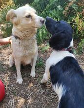 ELMA, Hund, Mischlingshund in Griechenland - Bild 13