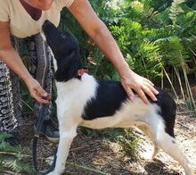 ELMA, Hund, Mischlingshund in Griechenland - Bild 14