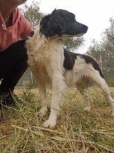 ELMA, Hund, Mischlingshund in Griechenland - Bild 8