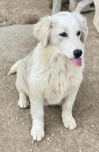 MILEVA, Hund, Mischlingshund in Griechenland - Bild 12