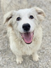 MILEVA, Hund, Mischlingshund in Griechenland - Bild 14