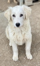 MILEVA, Hund, Mischlingshund in Griechenland - Bild 7