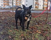 GISMO, Hund, Mischlingshund in Hamburg