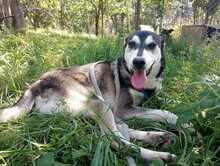 SONJA, Hund, Mischlingshund in Rumänien - Bild 1