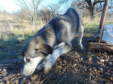 SONJA, Hund, Mischlingshund in Rumänien - Bild 11