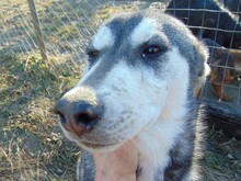 SONJA, Hund, Mischlingshund in Rumänien - Bild 12