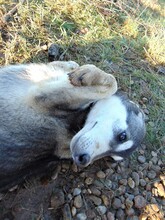 SONJA, Hund, Mischlingshund in Rumänien - Bild 13