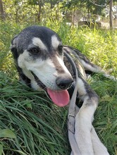 SONJA, Hund, Mischlingshund in Rumänien - Bild 2