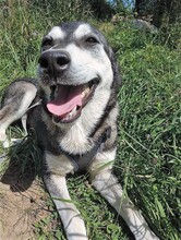 SONJA, Hund, Mischlingshund in Rumänien - Bild 5