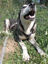 SONJA, Hund, Mischlingshund in Rumänien - Bild 6