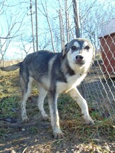 SONJA, Hund, Mischlingshund in Rumänien - Bild 7