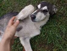 SONJA, Hund, Mischlingshund in Rumänien - Bild 8