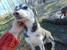 SONJA, Hund, Mischlingshund in Rumänien - Bild 9