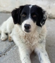 HARBIN, Hund, Mischlingshund in Griechenland - Bild 10