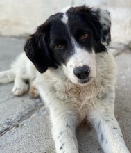 HARBIN, Hund, Mischlingshund in Griechenland - Bild 11