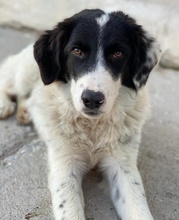 HARBIN, Hund, Mischlingshund in Griechenland - Bild 12