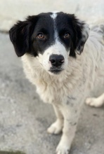 HARBIN, Hund, Mischlingshund in Griechenland - Bild 13