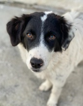 HARBIN, Hund, Mischlingshund in Griechenland - Bild 15