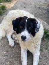 HARBIN, Hund, Mischlingshund in Griechenland - Bild 17