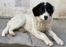 HARBIN, Hund, Mischlingshund in Griechenland - Bild 2