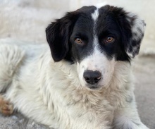 HARBIN, Hund, Mischlingshund in Griechenland - Bild 20