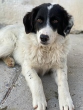 HARBIN, Hund, Mischlingshund in Griechenland - Bild 3