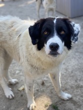 HARBIN, Hund, Mischlingshund in Griechenland - Bild 9