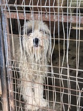 RONNIE, Hund, Mischlingshund in Rumänien