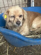 GOTZI, Hund, Mischlingshund in Rumänien