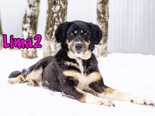 LIMA2, Hund, Mischlingshund in Russische Föderation - Bild 1