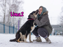 LIMA2, Hund, Mischlingshund in Russische Föderation - Bild 10