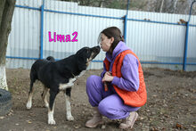 LIMA2, Hund, Mischlingshund in Russische Föderation - Bild 11