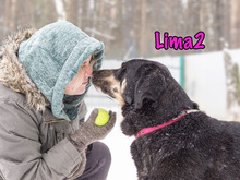 LIMA2, Hund, Mischlingshund in Russische Föderation - Bild 12
