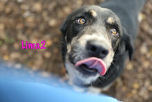 LIMA2, Hund, Mischlingshund in Russische Föderation - Bild 13