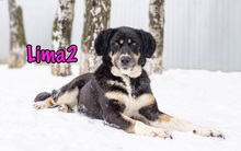 LIMA2, Hund, Mischlingshund in Russische Föderation - Bild 14