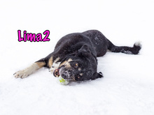 LIMA2, Hund, Mischlingshund in Russische Föderation - Bild 15
