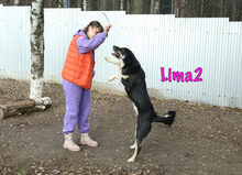 LIMA2, Hund, Mischlingshund in Russische Föderation - Bild 16