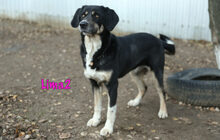 LIMA2, Hund, Mischlingshund in Russische Föderation - Bild 17