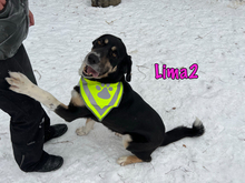 LIMA2, Hund, Mischlingshund in Russische Föderation - Bild 18