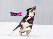LIMA2, Hund, Mischlingshund in Russische Föderation - Bild 19