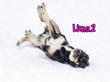 LIMA2, Hund, Mischlingshund in Russische Föderation - Bild 2